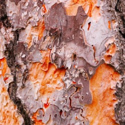 Pine Tree Bark